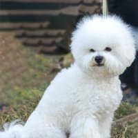 Бушон :: Светлана Ищенко