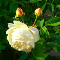 Зимой о цветах :: Милешкин Владимир Алексеевич Зимой о цветах :: Милешкин Владимир Алексеевич