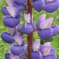 Люпин :: Freddy 97