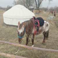 Talgar. :: Murat Bukaev 