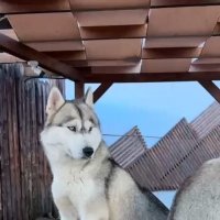 Хаски Хутор на Роза Хутор :: Ирэн Хаски Хутор на Роза Хутор :: Ирэн