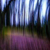 Лесные призраки берега Финского залива :: Георгий А Лесные призраки берега Финского залива :: Георгий А