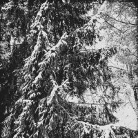 В лесу родилась ёлочка... :: Людмила Фил