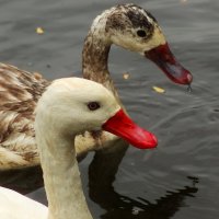 Подружки :: Юрий. Шмаков Подружки :: Юрий. Шмаков