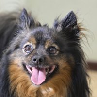 Мой мохнатый милый зверь :: Римма Волченко