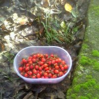 Плоды шиповника :: Наталья 