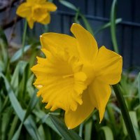 Про нарцисс... :: Николай Гирш Про нарцисс... :: Николай Гирш