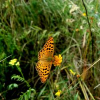 опять про бабочек...162 :: Александр Прокудин опять про бабочек...162 :: Александр Прокудин