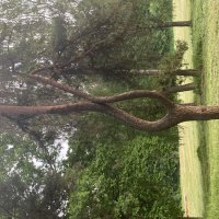 Развилка :: Ольга Савельева 