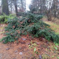 Тисс :: Сапсан 