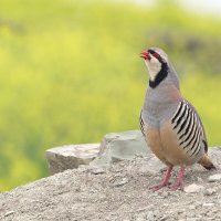 Кеклик :: Maxim Lanin Кеклик :: Maxim Lanin