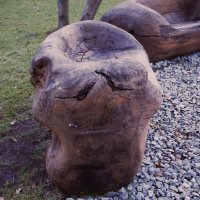 Портрет в дереве. :: Юрий Полторыхин.