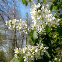 Детали природы :: Роман Савоцкий