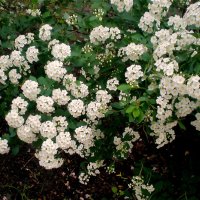 Детали природы :: Роман Савоцкий Детали природы :: Роман Савоцкий