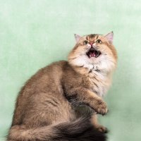 Возмущенный кот. :: Светлана Ищенко Возмущенный кот. :: Светлана Ищенко