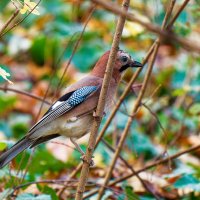 Евразийская сойка :: Alex Molodetsky