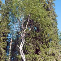 Танцующая берёза. :: ВикТор Быстров Танцующая берёза. :: ВикТор Быстров