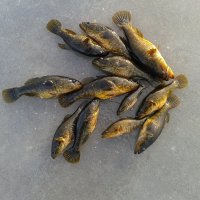 Рыбалка. :: сергей ермошкин Рыбалка. :: сергей ермошкин