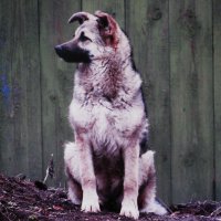 Соседский Дружок :: Людмила Смородинская