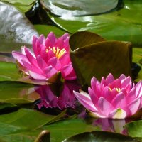 Розовые лилии :: Валентин Семчишин Розовые лилии :: Валентин Семчишин