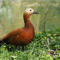 Красная утка :: Евгений Седов Красная утка :: Евгений Седов