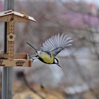 Прыгаю, взлетаю. :: Татьяна Бравая Прыгаю, взлетаю. :: Татьяна Бравая