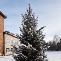 Новогоднее настроение :: Галина Минчук Новогоднее настроение :: Галина Минчук