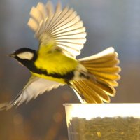 Что люди - птицы рады ! :) :: Юрий Куликов Что люди - птицы рады ! :) :: Юрий Куликов