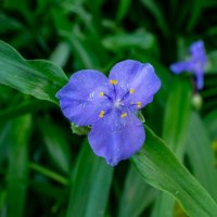 * :: Владимир Иванович