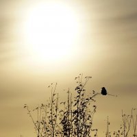 Ворона... :: Андрей Катков Ворона... :: Андрей Катков