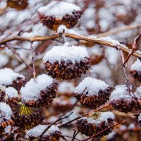 ____ :: Галина Ложечникова