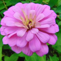 Цинния. :: nadyasilyuk Вознюк Цинния. :: nadyasilyuk Вознюк