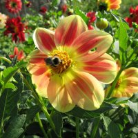 Как же вкусно! :: Дмитрий П Как же вкусно! :: Дмитрий П