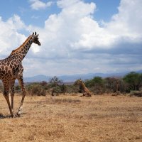 *** :: Liliya *** :: Liliya