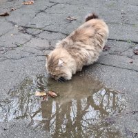 Вкусная дождевая вода... :: Наталья Вкусная дождевая вода... :: Наталья