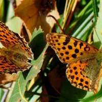 опять про бабочек...166 :: Александр Прокудин опять про бабочек...166 :: Александр Прокудин