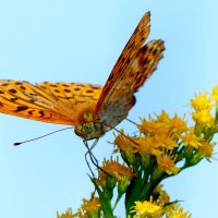 опять про бабочек...169 :: Александр Прокудин опять про бабочек...169 :: Александр Прокудин