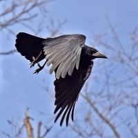 В полёте! :: Валентина Нефёдова В полёте! :: Валентина Нефёдова