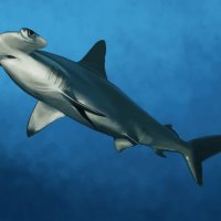 Рыба-молот :: Наталия Львова