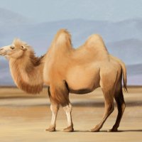 Верблюд :: Наталия Львова