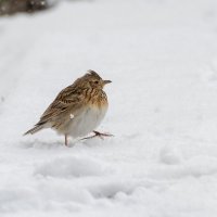 Неожиданно вернулась зима. Певчий дрозд :: Владимир Лазарев Неожиданно вернулась зима. Певчий дрозд :: Владимир Лазарев