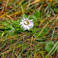 Стойкая маргаритка :: Валерий Иванович Стойкая маргаритка :: Валерий Иванович