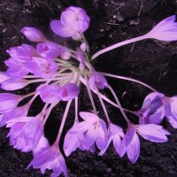 Декабрьские красавцы :: Людмила Смородинская Декабрьские красавцы :: Людмила Смородинская