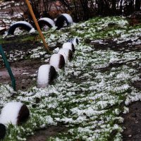 Первый снег :: Юрий Гайворонскiий