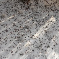 прошлогодний январь :: Елена Шаламова прошлогодний январь :: Елена Шаламова