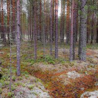 В Карельском лесу :: Георгий А В Карельском лесу :: Георгий А