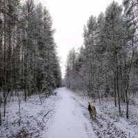 В сопровождение собаки :: Георгий А