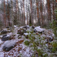 В лесу в Карелии :: Георгий А В лесу в Карелии :: Георгий А