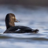 турпан. :: юрий макаров турпан. :: юрий макаров