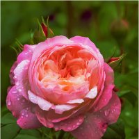 После душа :: Валентин Котляров После душа :: Валентин Котляров